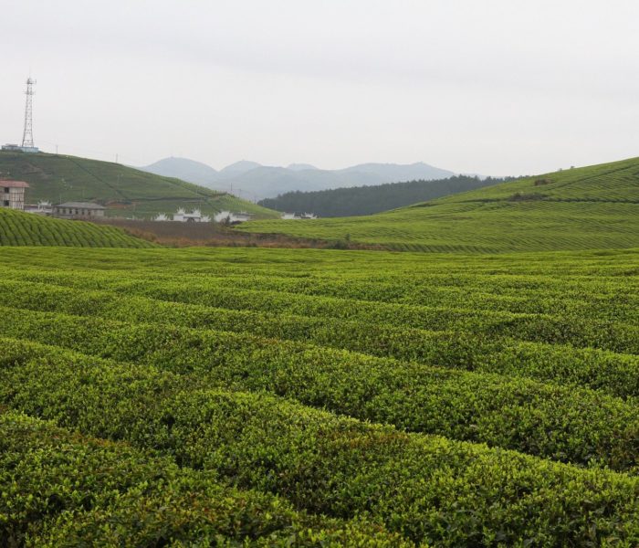 tea in china