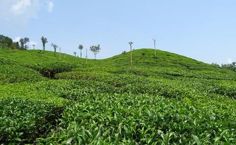 indian tea plantation