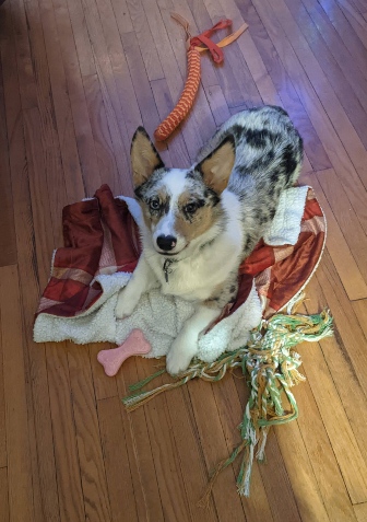 Pembroke corgi sitting on his pile of toys and blanket