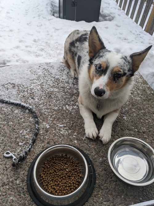 pembroke merle corgi waiting to eat