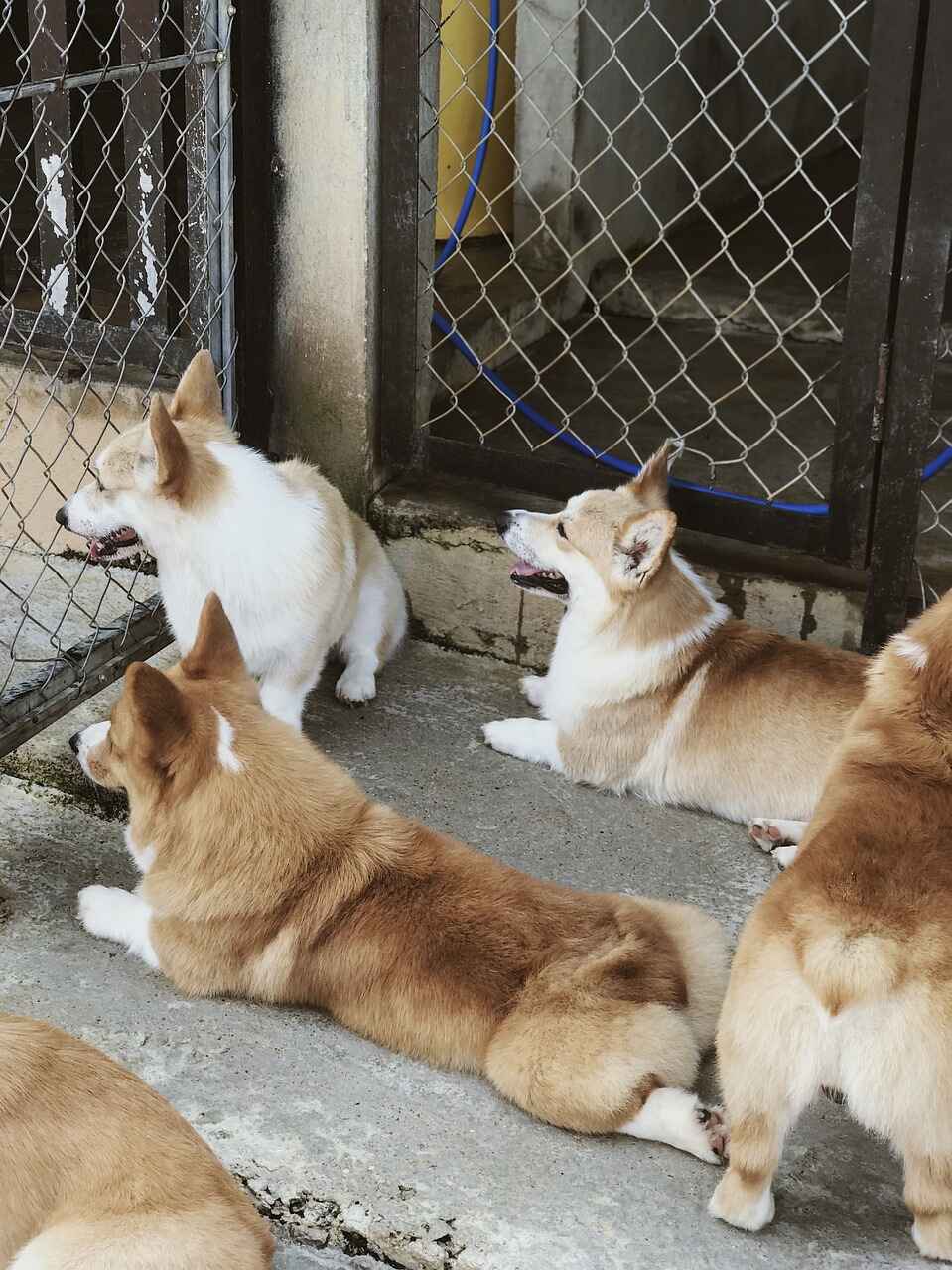 Tan and white corgis lying down looking through fence